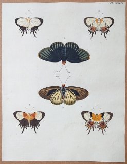 1779年 Cramer 世界三地域異国珍蝶 Pl.244 セセリチョウ科 フィディアススソアカセセリ シジミタテハ科 ヘリコピス属など6種