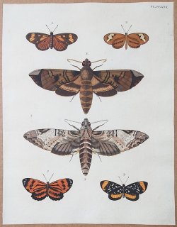 1779年 Cramer 世界三地域異国珍蝶 Pl.246 タテハチョウ科 ナンベイホソチョウ属 サイス属 シジミタテハ科 スタラクチス属 スズメガ科 パキリア属など6種