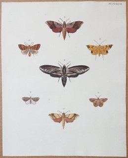 1779年 Cramer 世界三地域異国珍蝶 Pl.247 スズメガ科 ヤガ科 ツトガ科 シャクガ科など7種