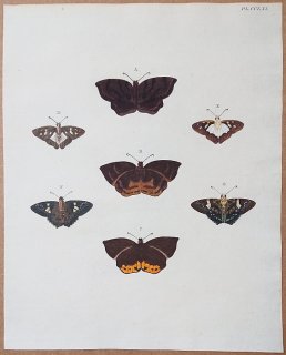 1780年 Cramer 世界三地域異国珍蝶 Pl.261 セセリチョウ科 ブシルスウラキシタセセリ ドレファリス属 ミスケルス属など7種