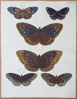 1780年 Cramer 世界三地域異国珍蝶 Pl.266 タテハチョウ科 ミダムスルリマダラ ツマムラサキマダラ ウスグロシロオビマダラなど6種