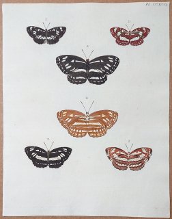 1780年 Cramer 世界三地域異国珍蝶 Pl.296 タテハチョウ科 ミナミオオミスジ アサギミスジ シロミスジ
