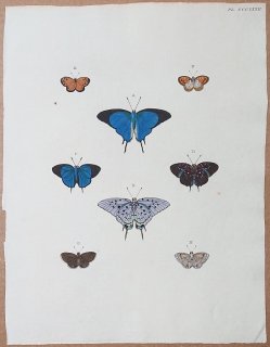 1780年 Cramer 世界三地域異国珍蝶 Pl.332 シジミチョウ科 オオルリフタオシジミ ブランガス属 ベニシジミ属 ストリモン属など8種