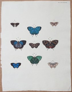 1780年 Cramer 世界三地域異国珍蝶 Pl.333 シジミチョウ科 チョウセンメスアカシジミ属 テレウス属 トモルス属 セセリチョウ科 ミイロトガリセセリ属など9種
