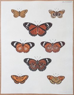 1782年 Cramer 世界三地域異国珍蝶 Pl.375 タテハチョウ科 アフィニスカバマダラ カザフタカネヒカゲ オオカバマダラ属 ビブリア属など8種