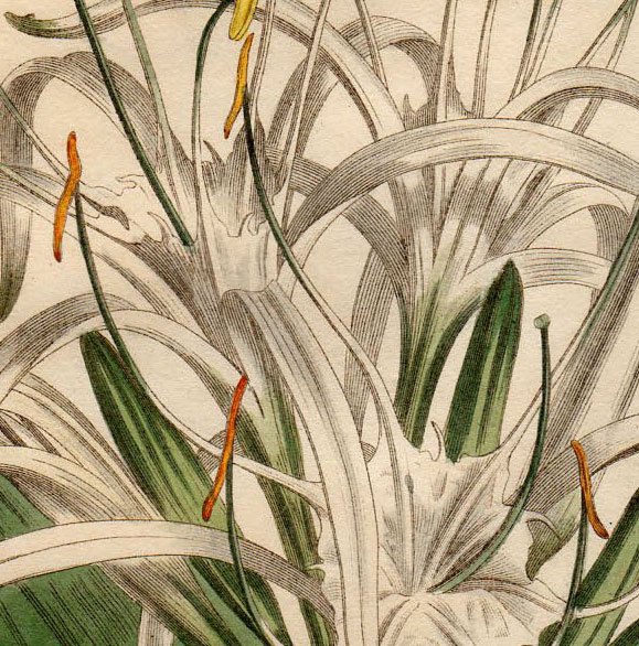 1805年 Curtis Botanical Magazine No.826 ヒガンバナ科 パンクラチウム属 Pancratium caribaeum  - アンティークプリント 博物画 ボタニカルアートの通販サイト Spirito di Artigiano
