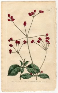 1805ǯ Curtis Botanical Magazine No.830 ҥ ĥΥȥ° ˥ܥ Achyranthes porrigens