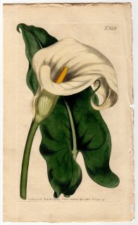 1805年 Curtis Botanical Magazine No.832 サトイモ科 オランダカイウ属 オランダカイウ Calla aethiopica