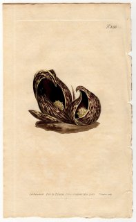 1805年 Curtis Botanical Magazine No.836 サトイモ科 ザゼンソウ属 アメリカザゼンソウ Pothos foetida