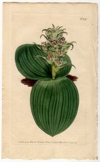 1805年 Curtis Botanical Magazine No.840 キジカクシ科 マッソニア属 Eucomis bifolia 多肉植物