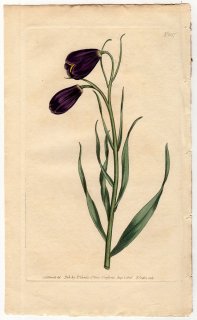 1805年 Curtis Botanical Magazine No.857 ユリ科 バイモ属 Fritillaria obliqua