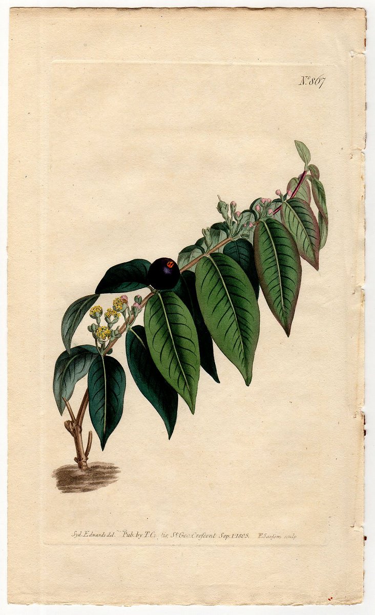 1805年 Curtis Botanical Magazine No.867 フトモモ科 フトモモ属 Myrtus disticha -  アンティークプリント 博物画 ボタニカルアートの通販サイト Spirito di Artigiano