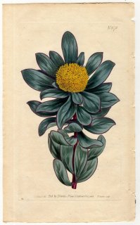1805年 Curtis Botanical Magazine No.878 ヤマモガシ科 レウカデンドロン属 Protea globosa