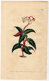 1806年 Curtis Botanical Magazine No.897 ツツジ科 ウメガサソウ属 Pyrola maculata