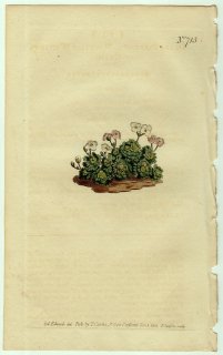 1804年 Curtis Botanical Magazine No.713 アブラナ科 ペトロカリス属 Draba pyrenaica