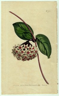 1804年 Curtis Botanical Magazine No.788 キョウチクトウ科 サクララン属 サクララン Asclepias carnosa