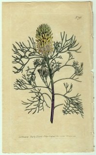 1804ǯ Curtis Botanical Magazine No.796 ޥ⥬ ڥȥե° Protea pulchella