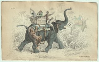 1837年 Jardine Naturalist's Library 厚皮類 Pl.3 ゾウ科 アジアゾウ属 インドゾウ ELEPHANT OF INDIA 狩猟