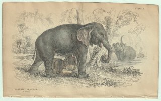 1837ǯ Jardine Naturalist's Library  Pl.4  եꥫ° եꥫ Ҿ ELEPHANT OF AFRICA