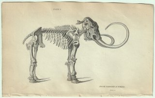 1837年 Jardine Naturalist's Library 厚皮類 Pl.5 ゾウ科 マンモス属 ケナガマンモス FOSSIL ELEPHANT of SIBERIA 骨格