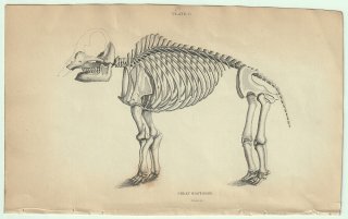 1837年 Jardine Naturalist's Library 厚皮類 Pl.6 マムート科 マムート属 アメリカマストドン GREAT MASTODON 骨格