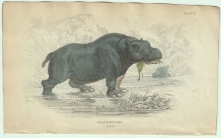 1837ǯ Jardine Naturalist's Library  Pl.7 в °  HIPPOPOTAMUS