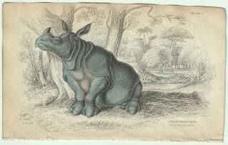 1837ǯ Jardine Naturalist's Library  Pl.9  ɥ° ɥ INDIAN RHINOCEROS