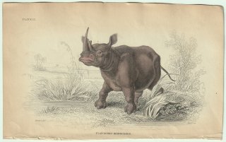1837年 Jardine Naturalist's Library 厚皮類 Pl.13 サイ科 シロサイ属 シロサイ FLAT-NOSED RHINOCEROS