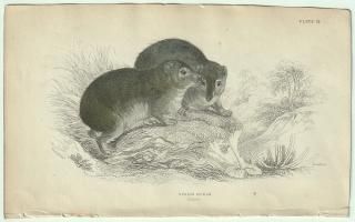 1837ǯ Jardine Naturalist's Library  Pl.14 ϥå ϥå° ץϥå SYRIAN HYRAX