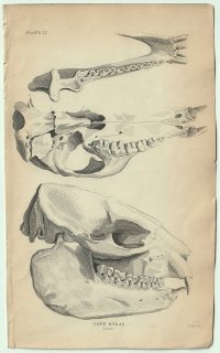 1837年 Jardine Naturalist's Library 厚皮類 Pl.15 ハイラックス科 ハイラックス属 ケープハイラックス CAPE HYPAX 骨格