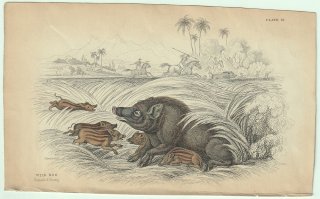 1837年 Jardine Naturalist's Library 厚皮類 Pl.18 イノシシ科 イノシシ属 イノシシ 雌 ウリ坊 WILD HOG