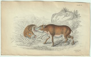 1837年 Jardine Naturalist's Library 厚皮類 Pl.19 イノシシ科 イノシシ属 イノシシ PAPUAN HOG