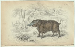 1837年 Jardine Naturalist's Library 厚皮類 Pl.20 イノシシ科 カワイノシシ属 カワイノシシ KOIROPOTAMUS