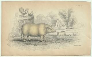 1837ǯ Jardine Naturalist's Library  Pl.22 Υ Υ° ֥ CHINESE HOG