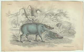 1837年 Jardine Naturalist's Library 厚皮類 Pl.23 イノシシ科 バビルサ属 バビルサ BABYROUSSA