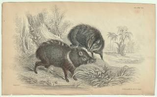 1837ǯ Jardine Naturalist's Library  Pl.26 ڥå꡼ ǥ쥹° ӥڥå꡼ COLLARED PECCARY