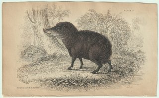 1837年 Jardine Naturalist's Library 厚皮類 Pl.27 ペッカリー科 タヤッス属 クチジロペッカリー WHITE-LIPPED PECCARY