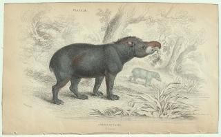 1837ǯ Jardine Naturalist's Library  Pl.28 Х Х° ޥХ AMERICAN TAPIR