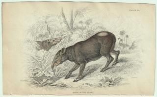 1837ǯ Jardine Naturalist's Library  Pl.29 Х Х° ꥫХ TAPIR OF THE ANDES