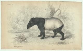 1837ǯ Jardine Naturalist's Library  Pl.30 Х Х° ޥ졼Х MALAYAN TAPIR