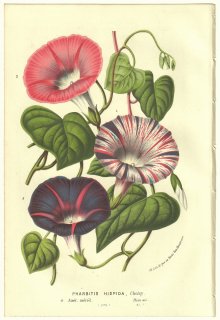 1856年 Van Houtte ヨーロッパの温室と庭園の植物誌 ヒルガオ科 サツマイモ属 マルバアサガオ Pharbitis hispida Choisy