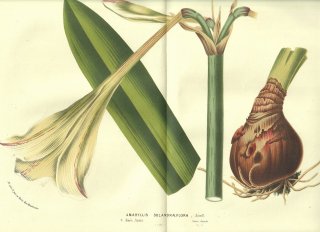 1856ǯ Van Houtte 衼åѤβοʪ ҥХʲ ҥåڥȥ° Amaryllis solandraeflora Lindl