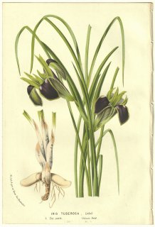 1856ǯ Van Houtte 衼åѤβοʪ  ° Iris tuberosa Lobel
