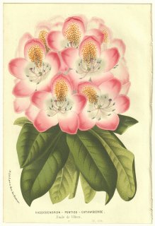 1856年 Van Houtte ヨーロッパの温室と庭園の植物誌 ツツジ科 ツツジ属 Rhododendron pontico Catawbiense シャクナゲ