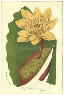 1856年 Van Houtte ヨーロッパの温室と庭園の植物誌 スイレン科 スイレン属 Nymphaea blanda G.F.W.Meyer