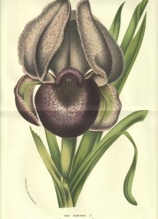1856ǯ Van Houtte 衼åѤβοʪ  ° ⡼˥󥰥ꥹ Iris susiana R