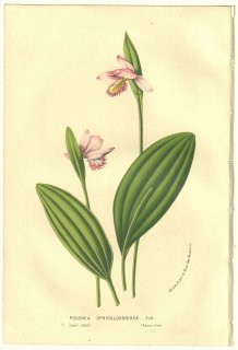 1856ǯ Van Houtte 衼åѤβοʪ  ȥ° Pogonia ophioglossoides Nutt