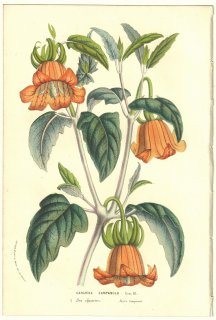 1856ǯ Van Houtte 衼åѤβοʪ 祦 ʥ° Canarina campanula Lin