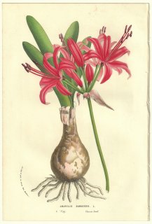 1856年 Van Houtte ヨーロッパの温室と庭園の植物誌 ヒガンバナ科 ネリネ属 Amaryllis sarniensis L