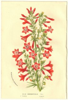 1856ǯ Van Houtte 衼åѤβοʪ ϥʥΥֲ ݥץ° Gilia coronopifolia Pers